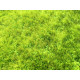 AKCE: 80x150 cm Kusový koberec Monte Carlo Green