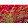 AKCE: 120x170 cm Kusový koberec Espo 300 rainbow