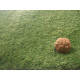 AKCE: 47x610 cm Umělá tráva Rosemary metrážní
