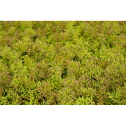 Umělý rostlinný panel KATE MOSS 50 x 50 cm