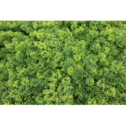 Umělý rostlinný panel MARIE MOSS 100 x 100 cm