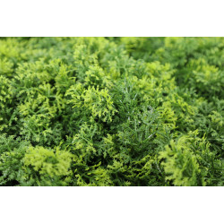 Umělý rostlinný panel MARIE MOSS 100 x 100 cm