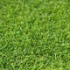 Umělá tráva Gazon