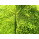 Kusový koberec Monte Carlo Green
