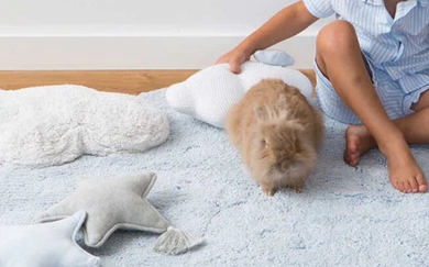 Koberce pro zvířata